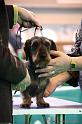 Crufts2011_2 1297